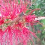 Melaleuca rugulosa Flower