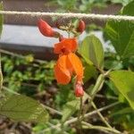 Phaseolus coccineus Flor