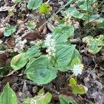 Maianthemum bifolium Flower