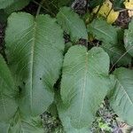 Rumex obtusifoliusBlad