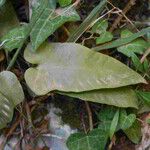 Asplenium sagittatum Leaf
