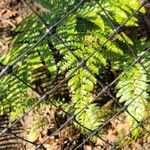 Polystichum luctuosum Feuille