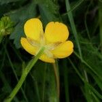 Ranunculus acris Blüte