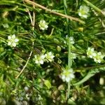 Sagina saginoides Blomma