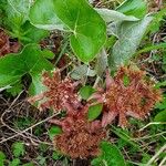 Petasites paradoxus 整株植物