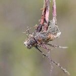 Cyperus obtusatus Rinde