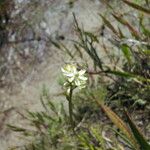 Triantha glutinosa Kukka