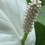 Spathiphyllum blandum Cvet