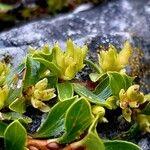 Salix retusa Fruit