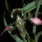Paphiopedilum hirsutissimum Flower