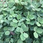 Medicago polymorpha Folio