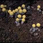 Eriogonum ovalifolium Corteza