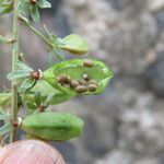 Reseda phyteuma Fruitua