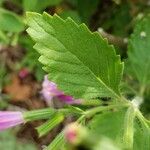 Clinopodium grandiflorum Blatt