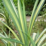 Pandanus tectorius Habit