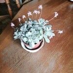 Kalanchoe pumila Flor