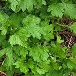 Artemisia princeps List