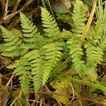 Dryopteris carthusiana برگ