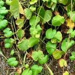 Camonea umbellata Foglia