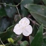 Gibasis geniculata Flower