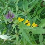 Melampyrum subalpinum Агульны выгляд