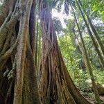 Ficus aureaCorteccia