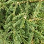 Picea orientalis Leht