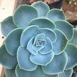 Echeveria australis Leaf