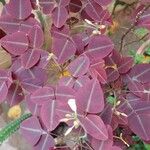 Oxalis hedysaroides Прочее