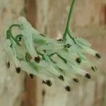 Fumaria capreolata Flower