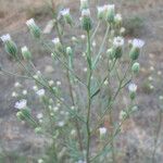 Erigeron acris Habitat