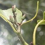 Alnus cordata Flower