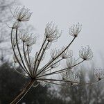 Heracleum sphondylium Blüte