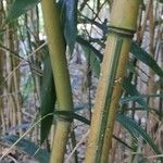 Phyllostachys aureosulcata Kůra