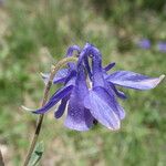 Aquilegia vulgaris Flower