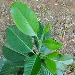 Esenbeckia leiocarpa Leaf