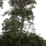 Combretum celastroides Habitus