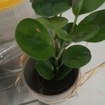 Peperomia obtusifoliaLiść