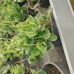 Peperomia obtusifolia Yaprak