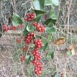 Smilax asperaFruit