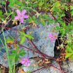 Geranium viscosissimum Flower