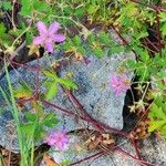 Geranium viscosissimum Kukka