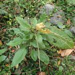 Crambe santosii Hábito