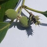 Avicennia germinansFruit