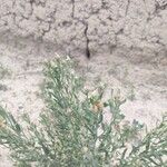 Rhaponticum repens Fula