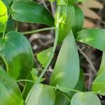 Asparagus asparagoides Leaf