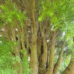 Podocarpus totara बार्क (छाल)