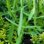 Verbena bonariensis Hoja