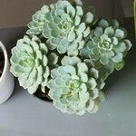 Echeveria derenbergii Foglia