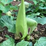Arum italicum x Arum maculatum Hábito